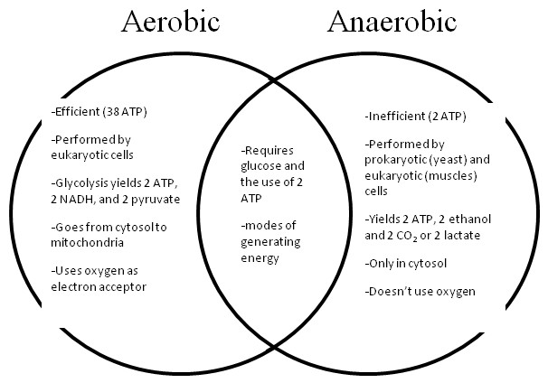 answers-aerobic%20v%20anaerobic.jpg