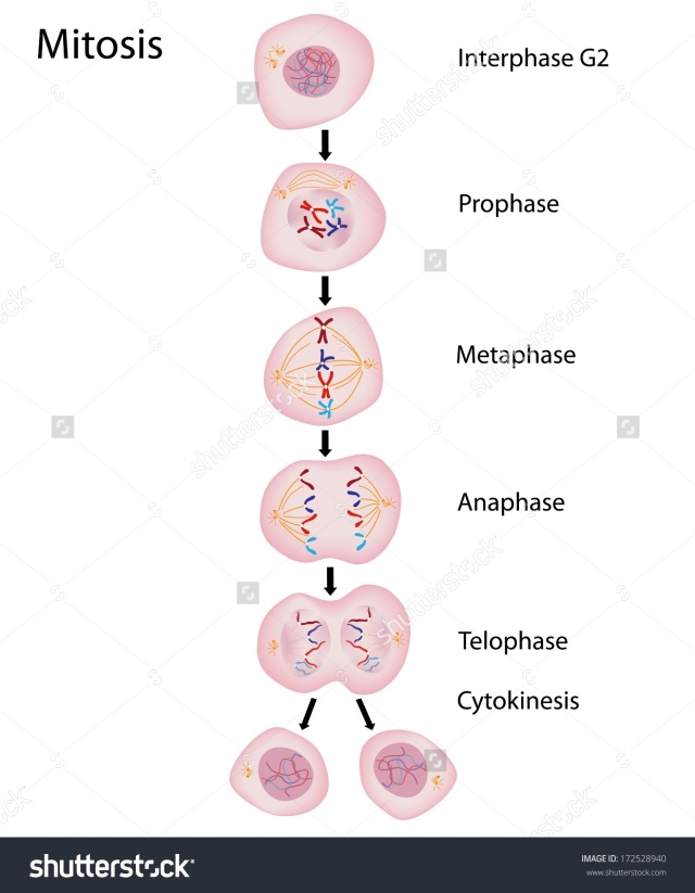 stock-photo-phases-of-mitosis-172528940